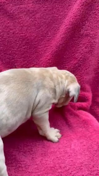 AKC Blue/fawn Merle French Bulldog Puppy in Durham, North Carolina