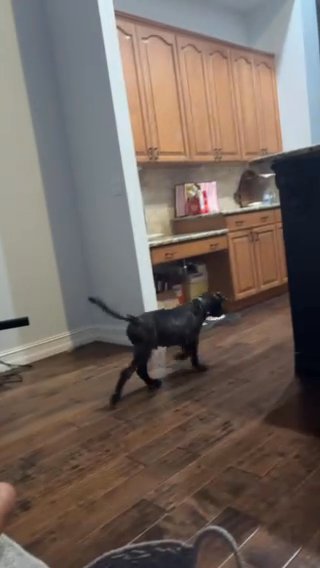 2 Beautiful Dogs Needs Homes in Naples, Florida