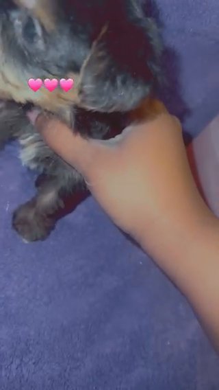 Yorkie Puppies Sold in Columbia, South Carolina
