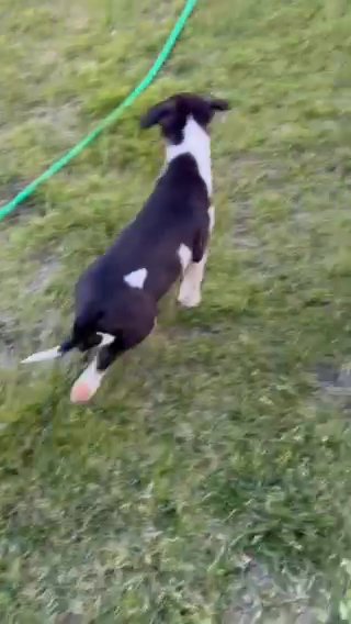 All Puppies Are Still Available in Indianapolis, Indiana