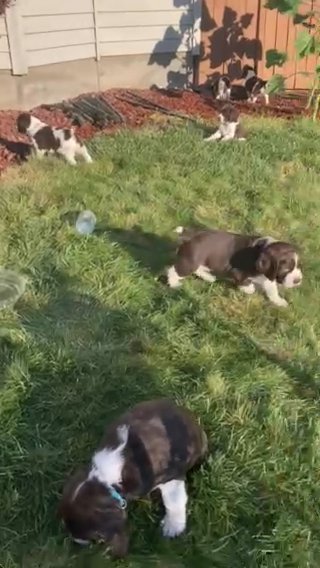 English Springer spaniels in Redmond, Oregon