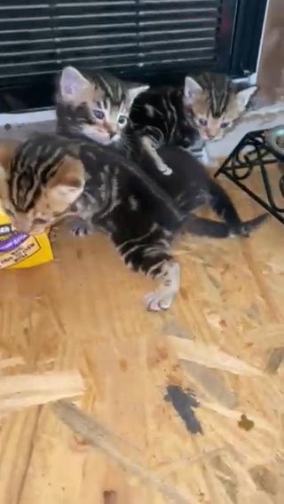 Bengal Kittens in Wilmington, North Carolina