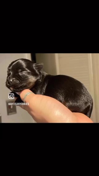 Zuri Dark Traditional Yorkie ?? SOLD in Annandale, Virginia
