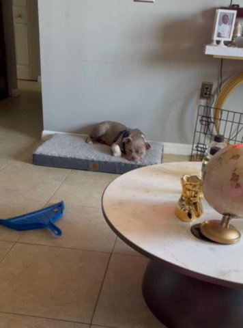 Ace The Bully in Raleigh, North Carolina