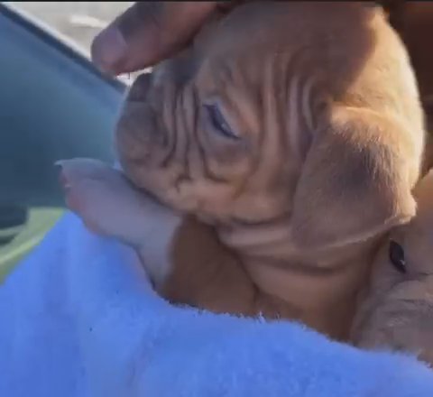 Pocket Bully Pups Available in Raleigh, North Carolina