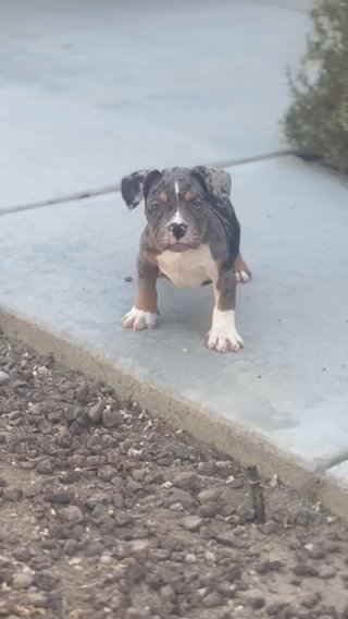 Blue Tri Merle Male in San Jacinto, California