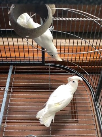 Breeding Pair Goffin Cockatoos in Westfield, Massachusetts