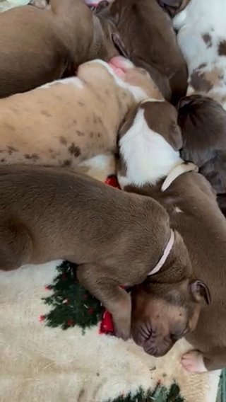 Reserved—Cadbury—Chocolate Fawn Female Great Dane in Lexington, North Carolina