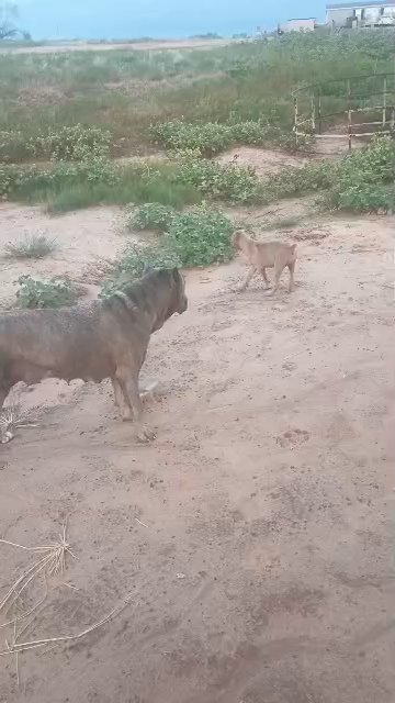 Cane Corso puppies in Oklahoma City, Oklahoma