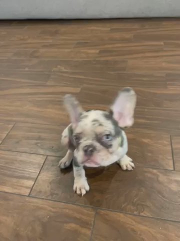 Beautiful Male French Bulldog Merle Fluffy Carrier in Winter Garden, Florida