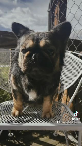 TOGI (stud service) in Statesville, North Carolina