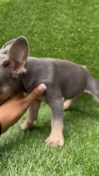 Tony Lilac & Tan Male French Bulldog Puppy in Santa Ana, California