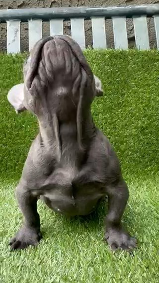 Kayso Male AKC French Bulldog Puppy in Santa Ana, California