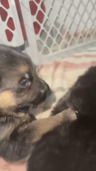 German Shepard Pups in Columbus, Ohio