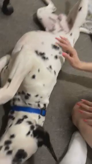 8 month Old Dalmatian in New York City, New York