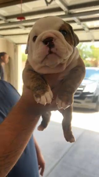 Akc ENGLISH BULLDOG FEMALE in Phoenix, Arizona