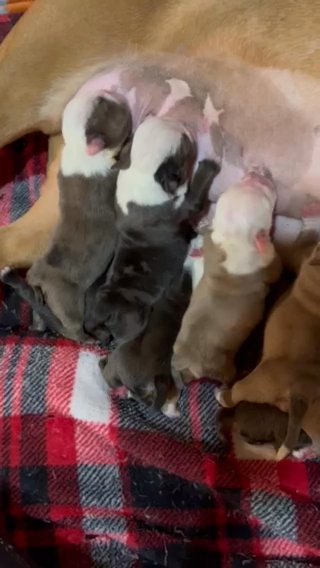 Olde English Bulldogges in Fairmont, West Virginia
