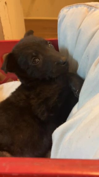 Black Shepherd Mix Puppy in San Diego, California
