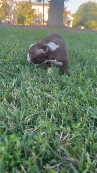Boston Terrier Puppy in Ontario, California