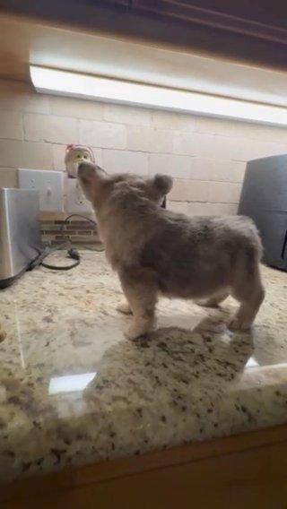 Fluff Teddy in Stephenville, Texas