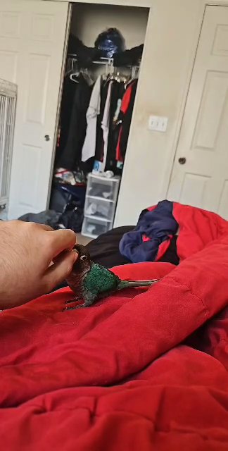Green Cheek Conure in Enterprise, Nevada