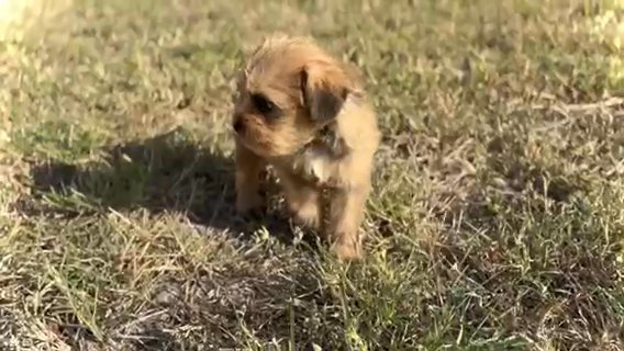 Puppies For Sale in Mission, Texas