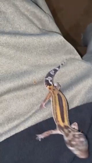 Leopard Gecko For Sale!!!! in Murfreesboro, Tennessee