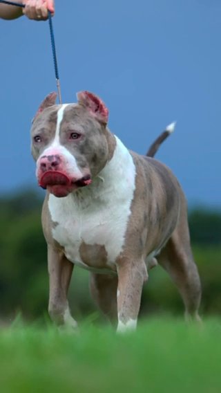Xl Merle STUD in Poinciana, Florida