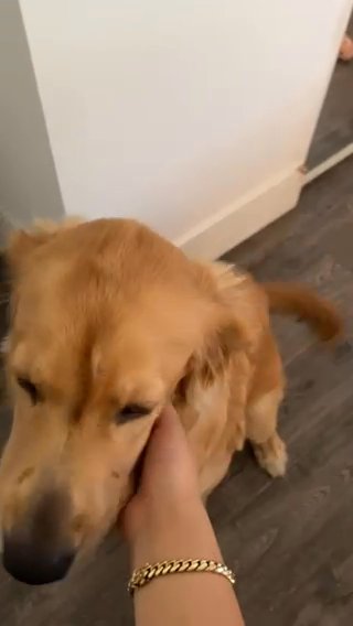 Puppy in San Diego, California