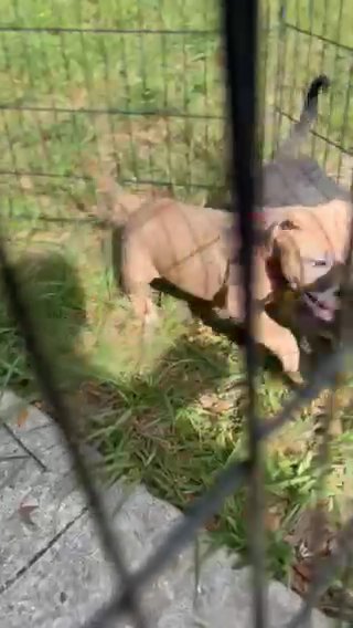 Xl American Bully in Poinciana, Florida
