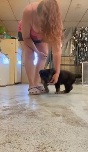 German Shepherd Pup in Erie, Pennsylvania