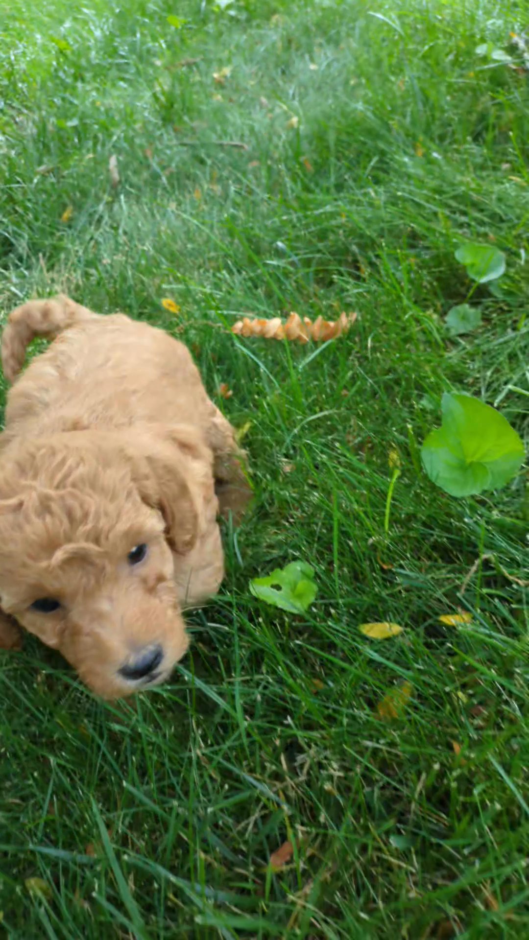Mini Goldendoodles Puppies in Fort Wayne, Indiana