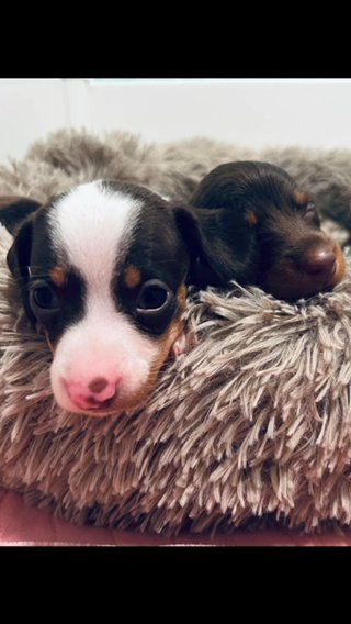 Miniature Dachshunds ? for their new ? in Chester, Virginia