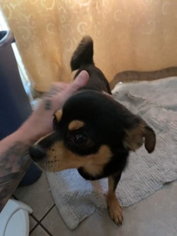 1 Year Old Proven Chihuahu Stud For Sale in Westfield, Massachusetts