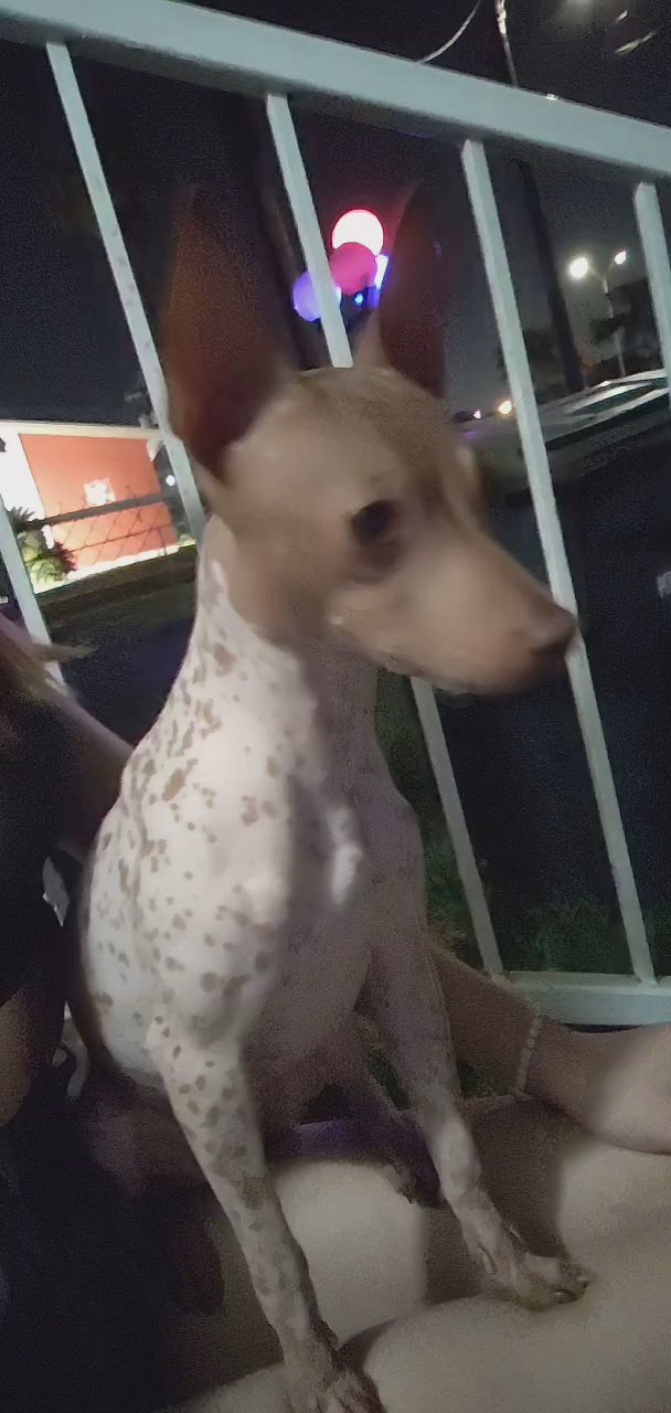 Hairless Chihuahua ?  Cici perfect companion she is ? in Corpus Christi, Texas