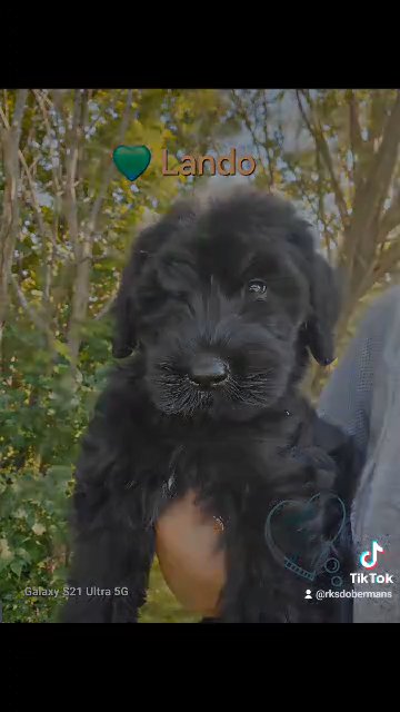 AKC Giant Schnauzer's 8wks in Huntington, West Virginia
