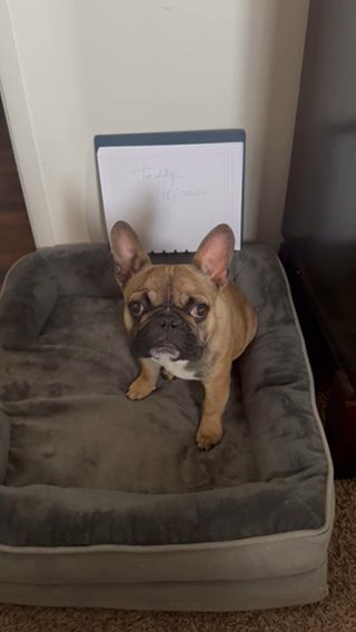 French Bulldog in Anaheim, California