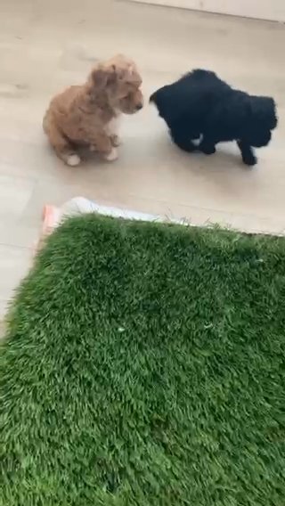 Toy poodles in Marietta, Georgia