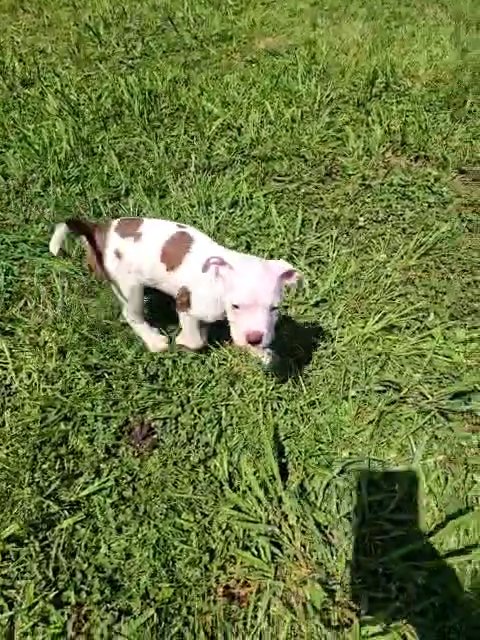 American Bulldog/ Pitbull puppies in Saraland, Alabama