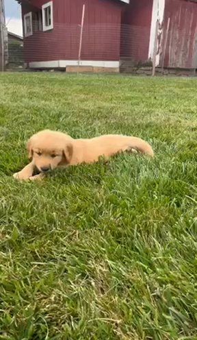 Golden Retriever Puppies in Williamsport, Pennsylvania