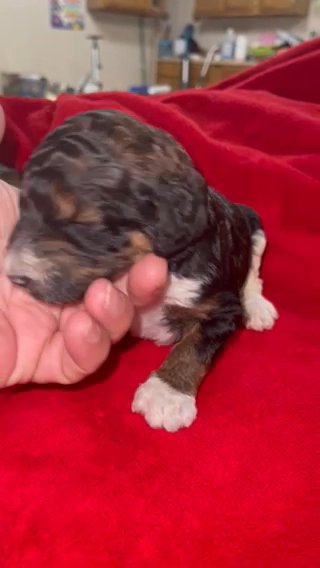 Shilo On Hold For His Forever Family in Bolivar, Missouri