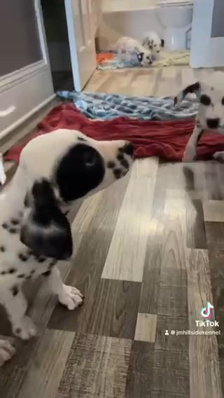 APRI Registered Dalmatians in Quincy, Illinois