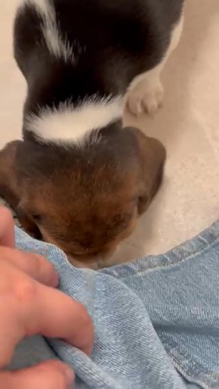 Beagle Puppy For Rehousing With Fee in Los Angeles, California
