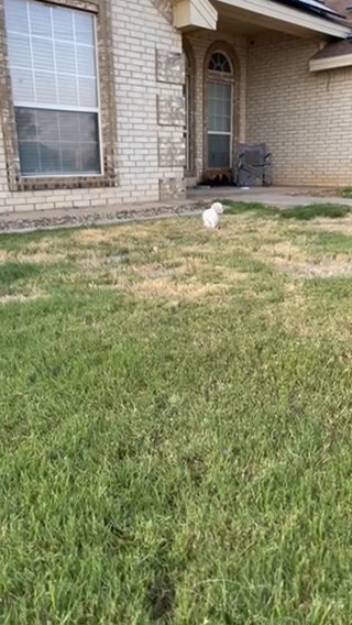 Mini Goldendoodle in Andrews, Texas