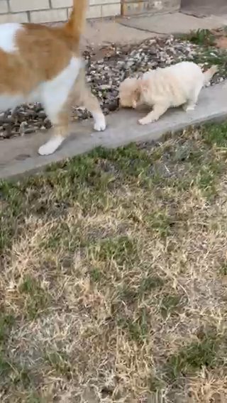 Mini Goldendoodle in Andrews, Texas