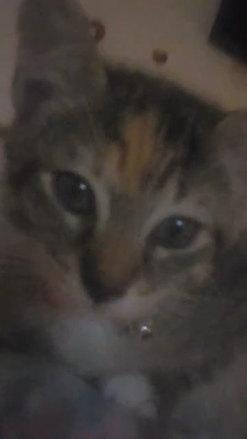 tabby kittens in Normal, Illinois