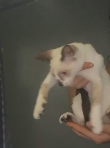 Siamese Kitten in Miami, Florida