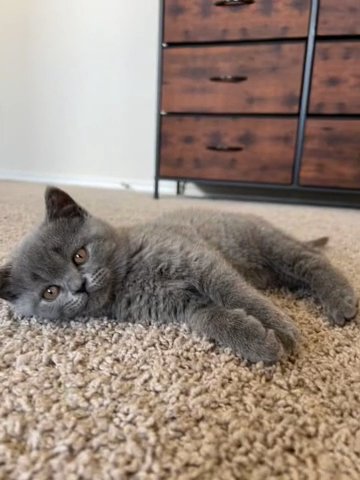 Scottish Straight Kitten in San Antonio, Texas