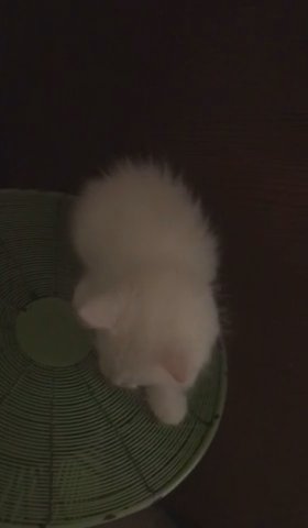 Kittens In Need Of New Loving Home in Chicago, Illinois