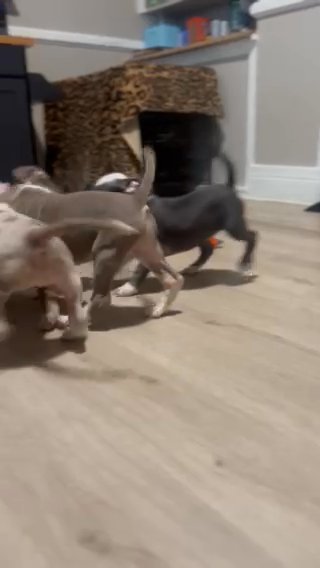 Female Pocket Bullies in Rochester, New York
